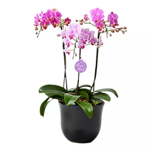 Lovely Orchid Plant