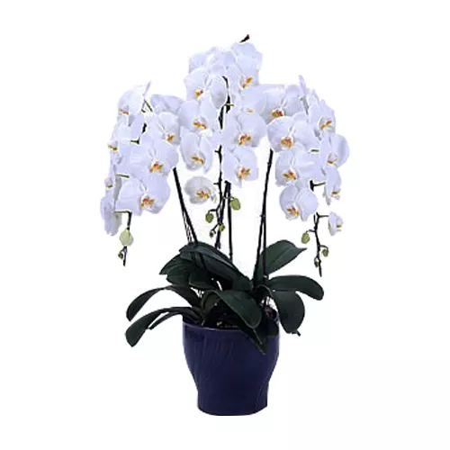 Phalaenopsis Of Excellent Quality