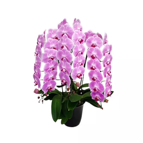 Superb Premium Phalaenopsis