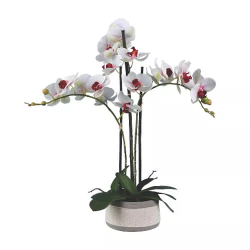 Exceptional Phalaenopsis