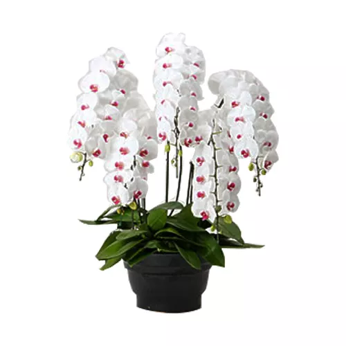 Incredible Phalaenopsis Plant