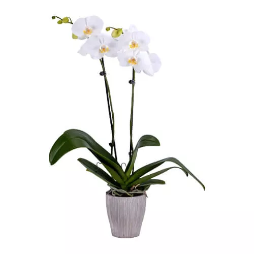 Gorgeous Phalaenopsis Orchid 