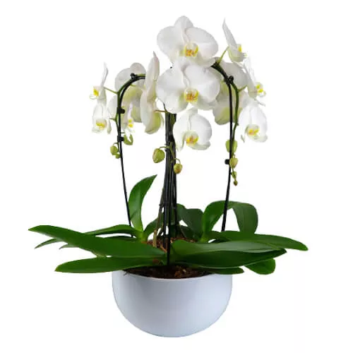 Phalaenopsis Orchid In Bloom