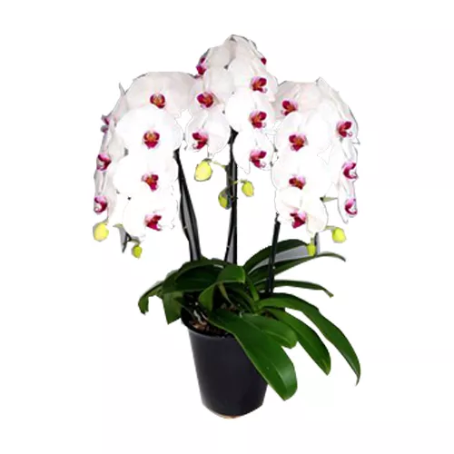 Magnificent Phalaenopsis Orchid