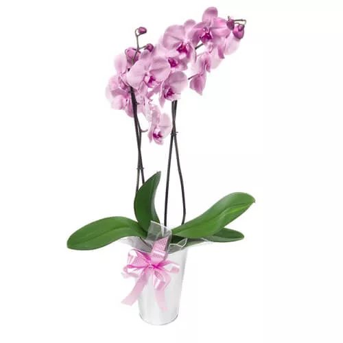 Marvelous Orchid Phalaenopsis 