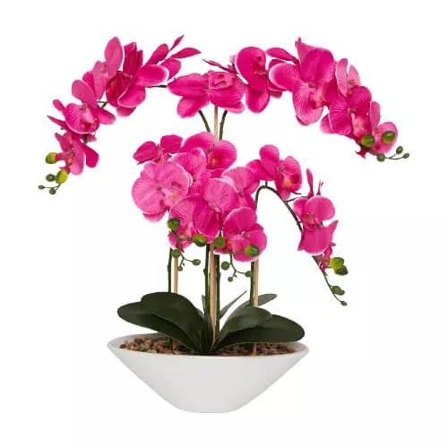 Enchanting Orchid Plant