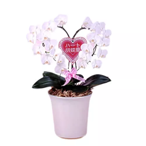 Phalaenopsis Orchid Heart