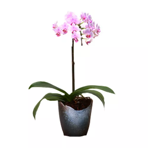 Middy Phalaenopsis Plant