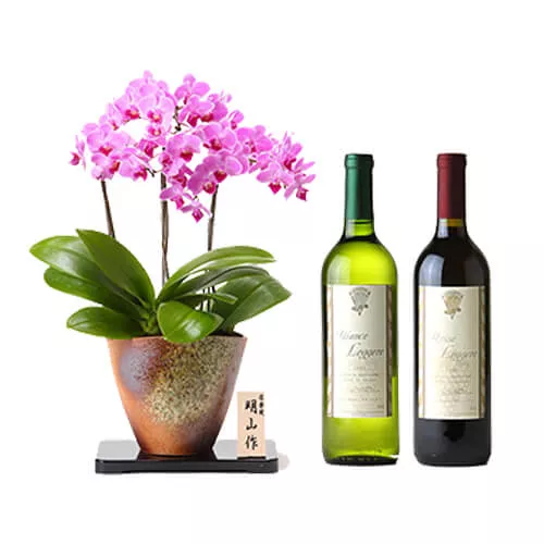 Phalaenopsis And Wine