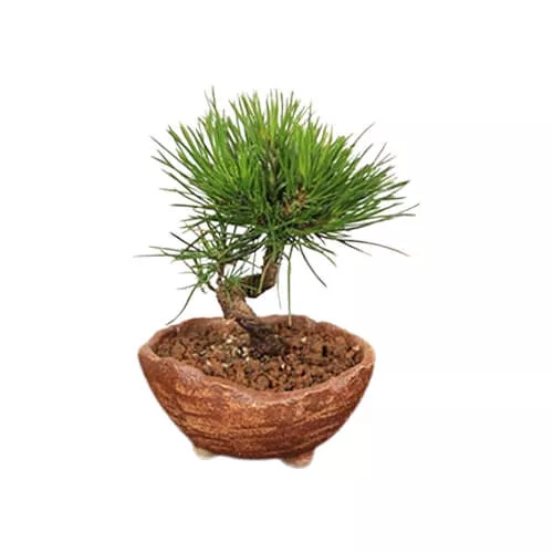 Japanese Black Pine Plant