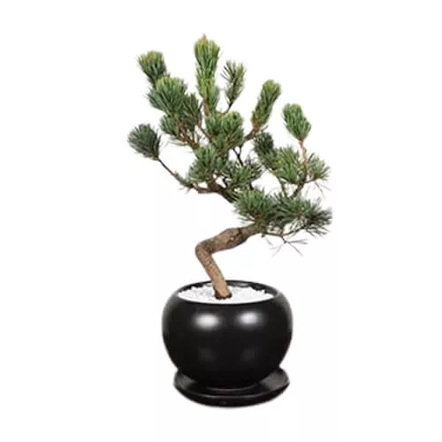 Pinus Parviflora Plant