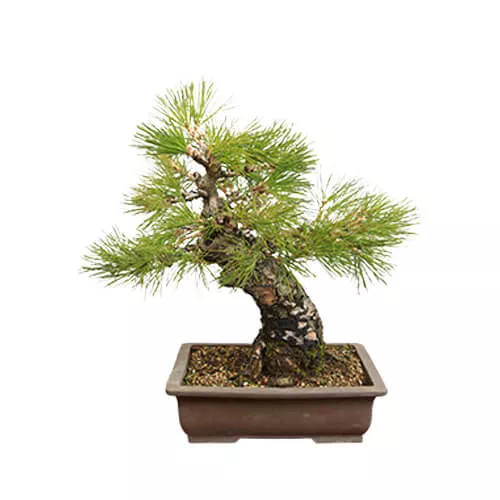 Plant Of Japanese Black Pine