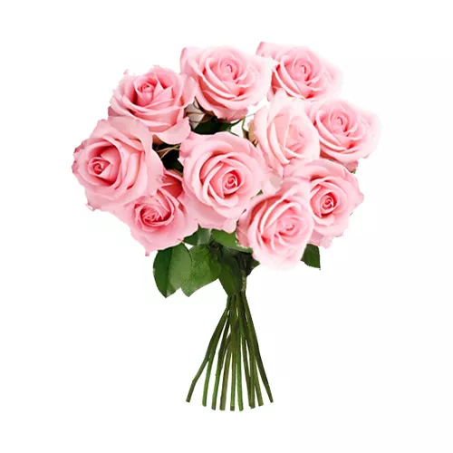 Candy Pink Roses