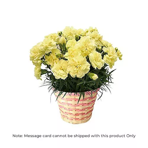 Sunshine In Pot: Yellow Carnations Plant