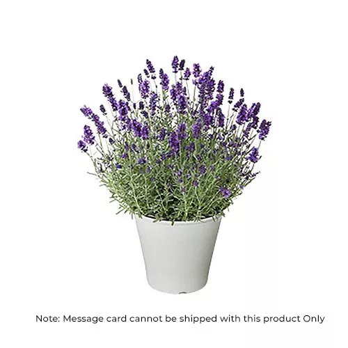 Lavender Bliss: Potted Fragrance Surprise