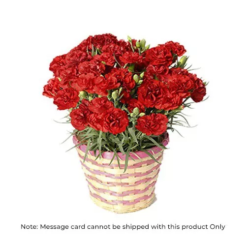 Red Carnation Charm: Potted Elegance