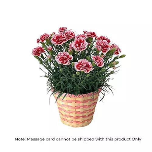 Vibrant Carnations: Potted Floral Charm