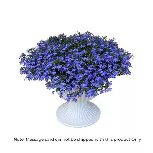 Blue Beauty: Potted Lobelia Elegant Plant