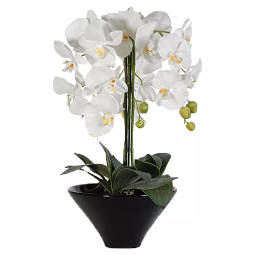 Sublime White Orchid Plant